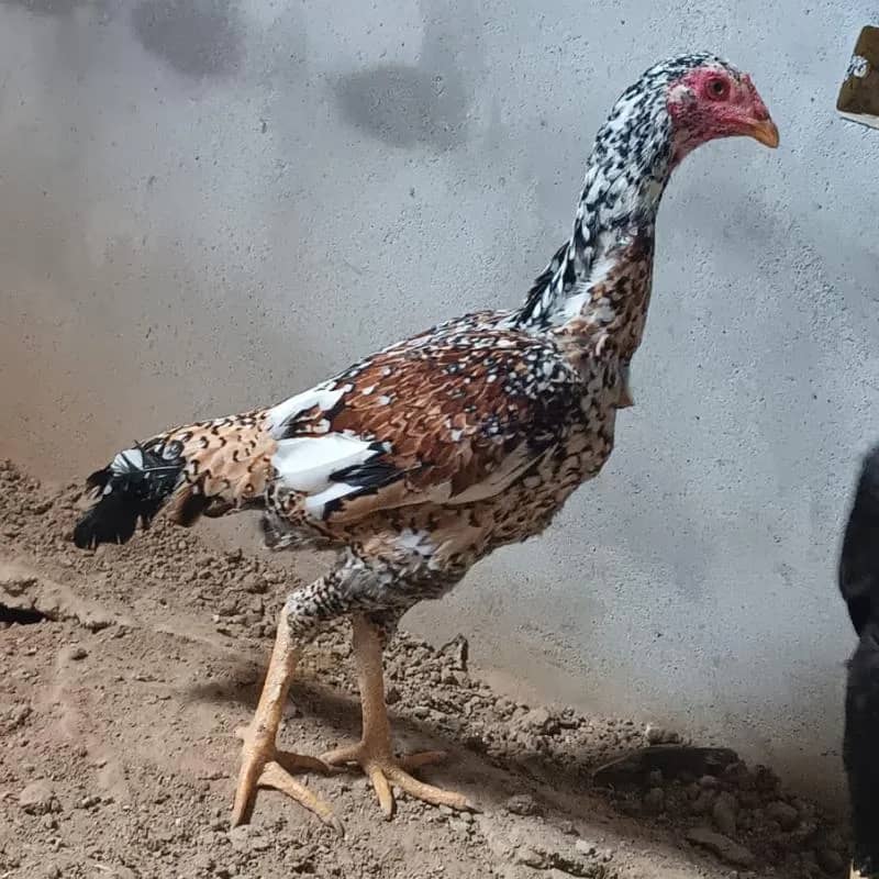 Imagem da campanha Rifa online de ótimas premiações 💥, clica no link agora pra nao perder essa 👇🏼👀