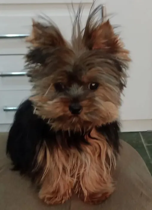 Imagem da campanha sorteio de filhote macho de York Terrier pequeno