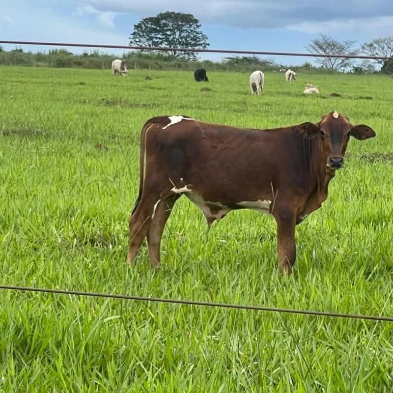 Imagem da campanha Rifa Cadeira Motorizada Dona Lili