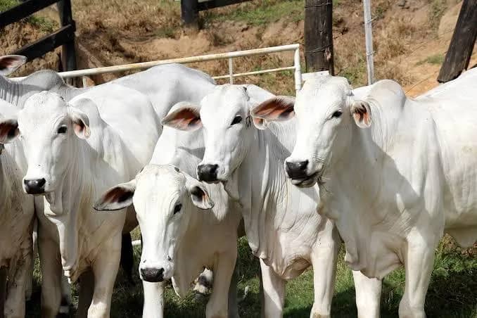 Imagem da campanha Primeira ação do Caique, valendo 3 novilhas ou 7.500 reais no pix