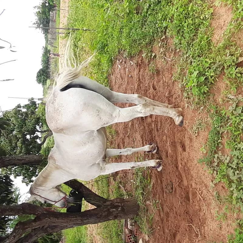 Imagem da campanha Egua ou 20 mil no pix