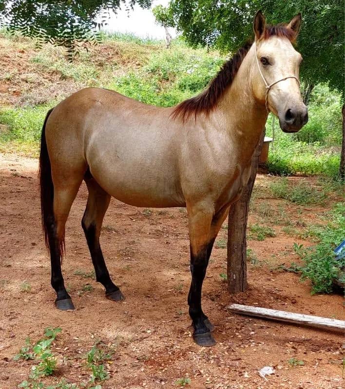 Imagem da campanha Rifa beneficente em prol das fotos e festa da minha formatura