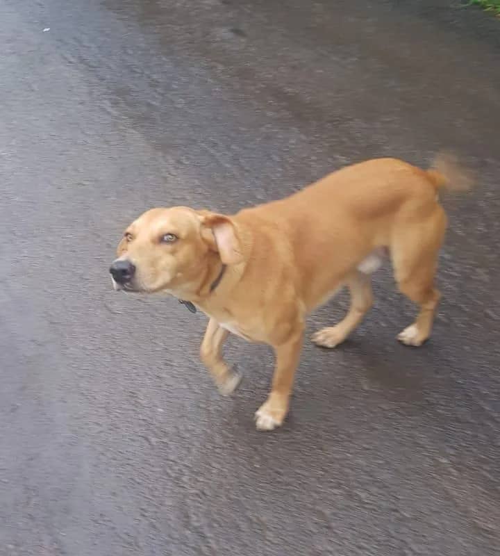 Imagem da campanha RIFA PARA CIRURGIA DO MOSSO AMIGO MESSI