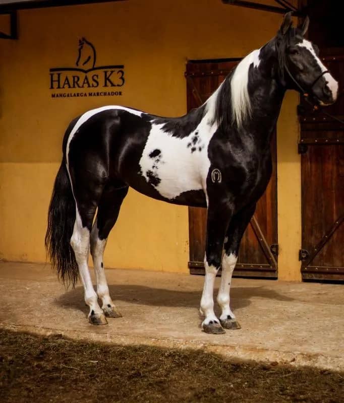 Imagem da campanha Cobertura do animal Apache das ruínas