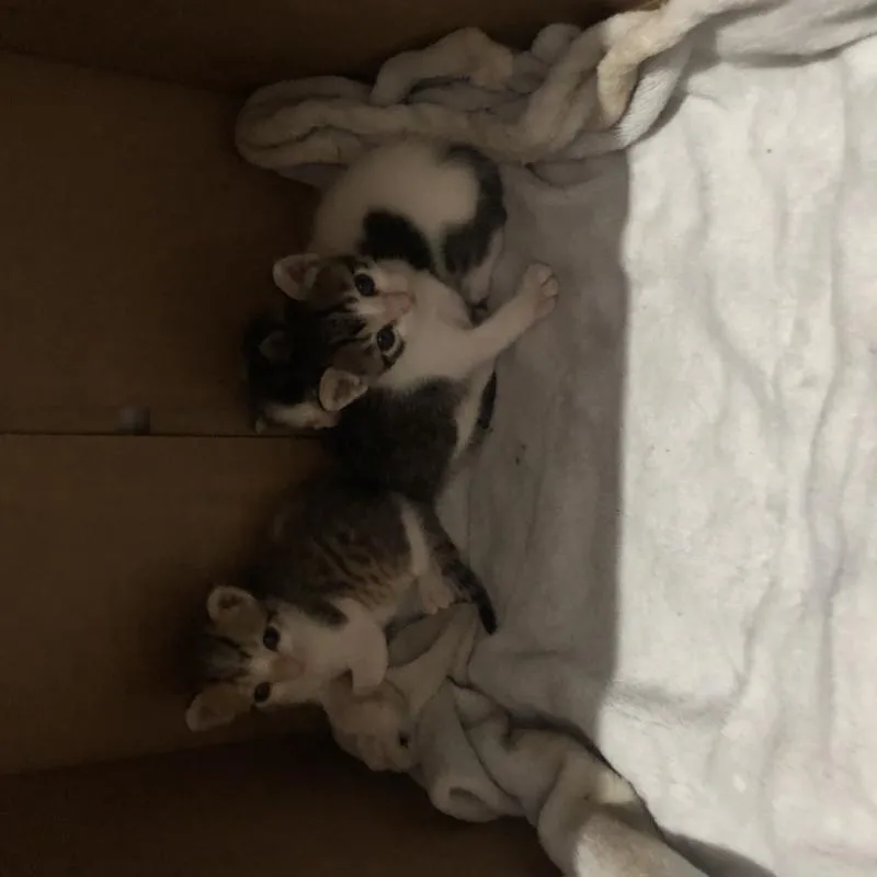 Imagem da campanha Gatos