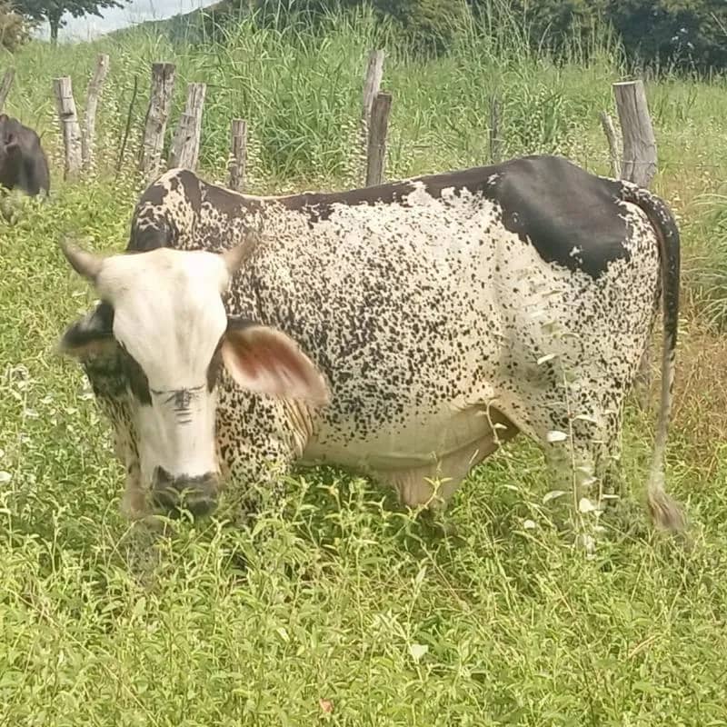 Imagem da campanha Campanha Solidária de um Garote