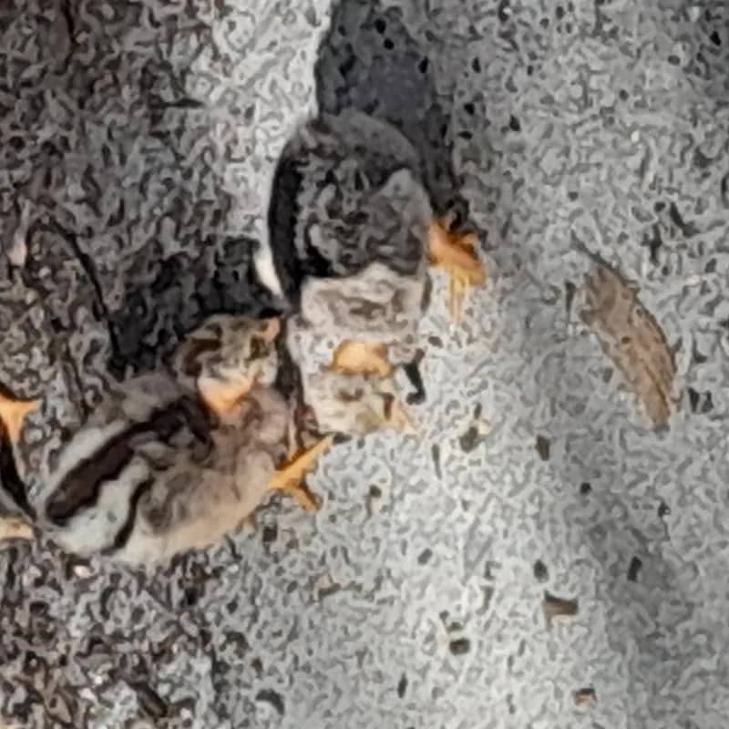 Imagem da campanha Ação do dia