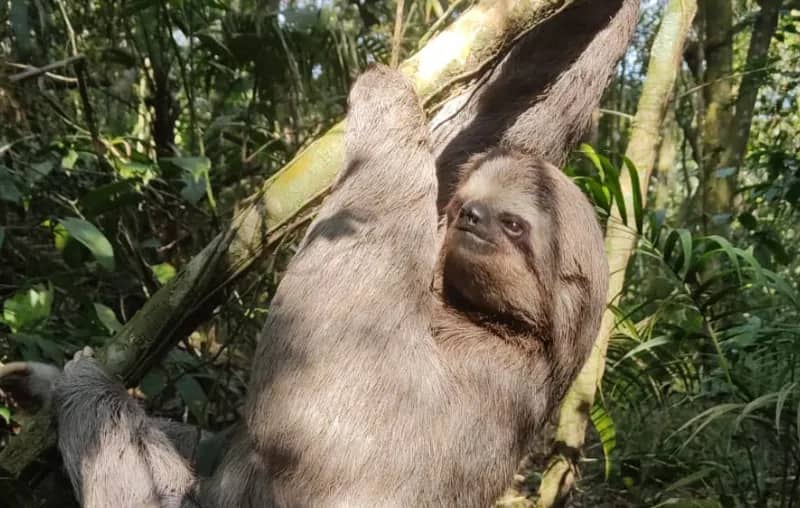 Imagem da campanha Lote na Bahia (Imbassai)