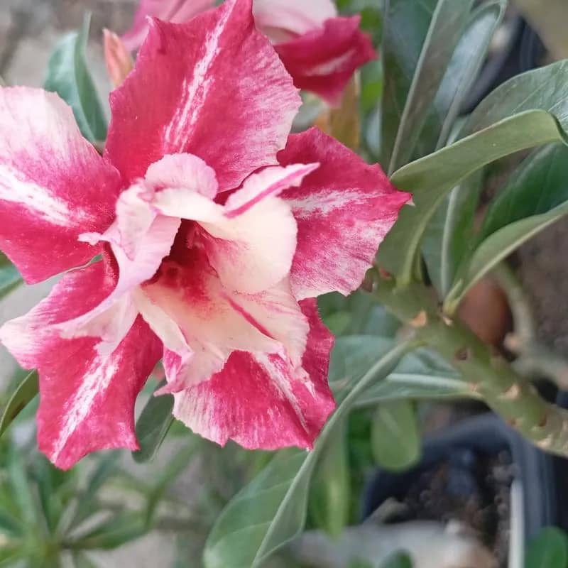 Imagem da campanha Matriz De rosa Do deserto + 200 Reais No Pix