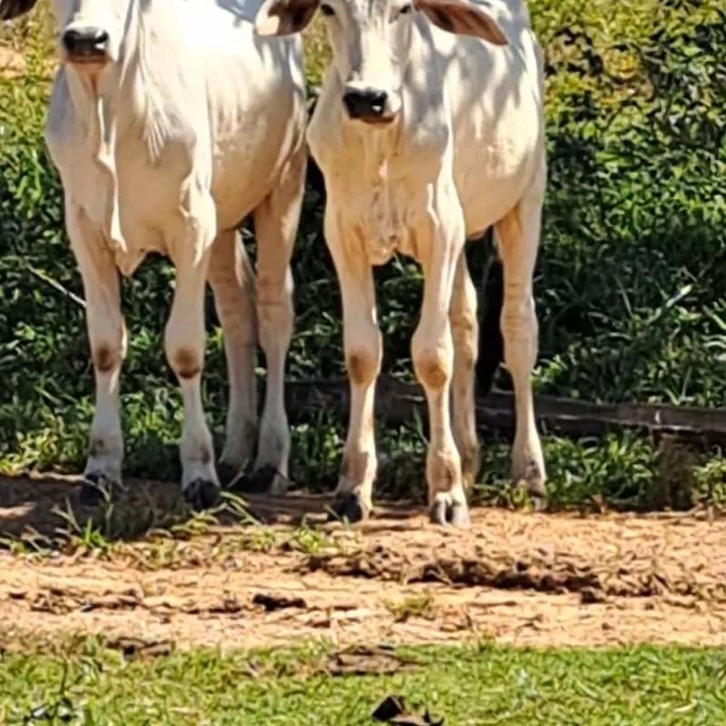 Imagem da campanha Tratamento de Lucia