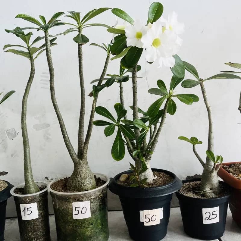 Imagem da campanha Lote com 6 rosas do deserto