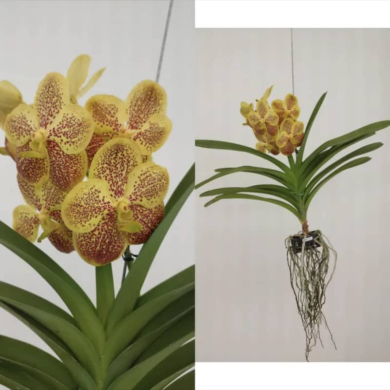 Imagem da campanha Rifa Zantiplan