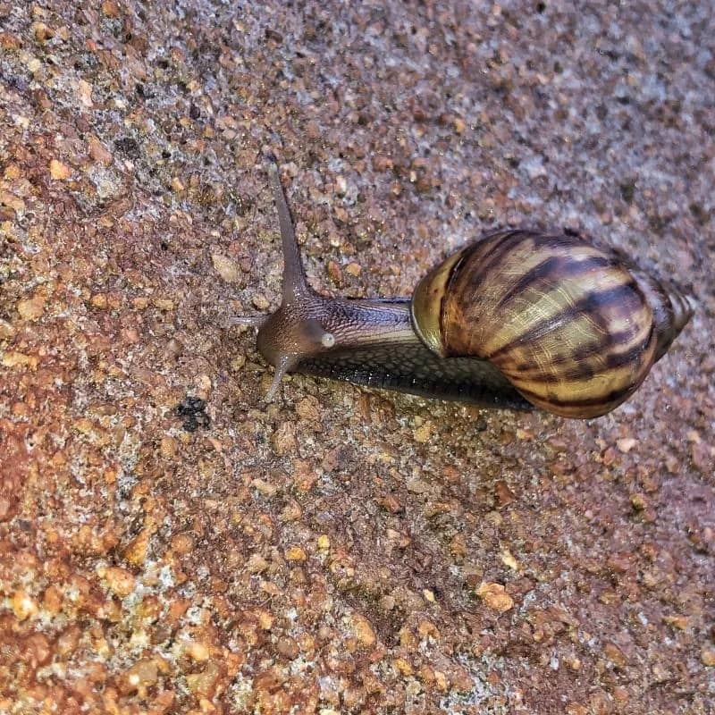 Imagem da campanha Lesma ou 50 no pix