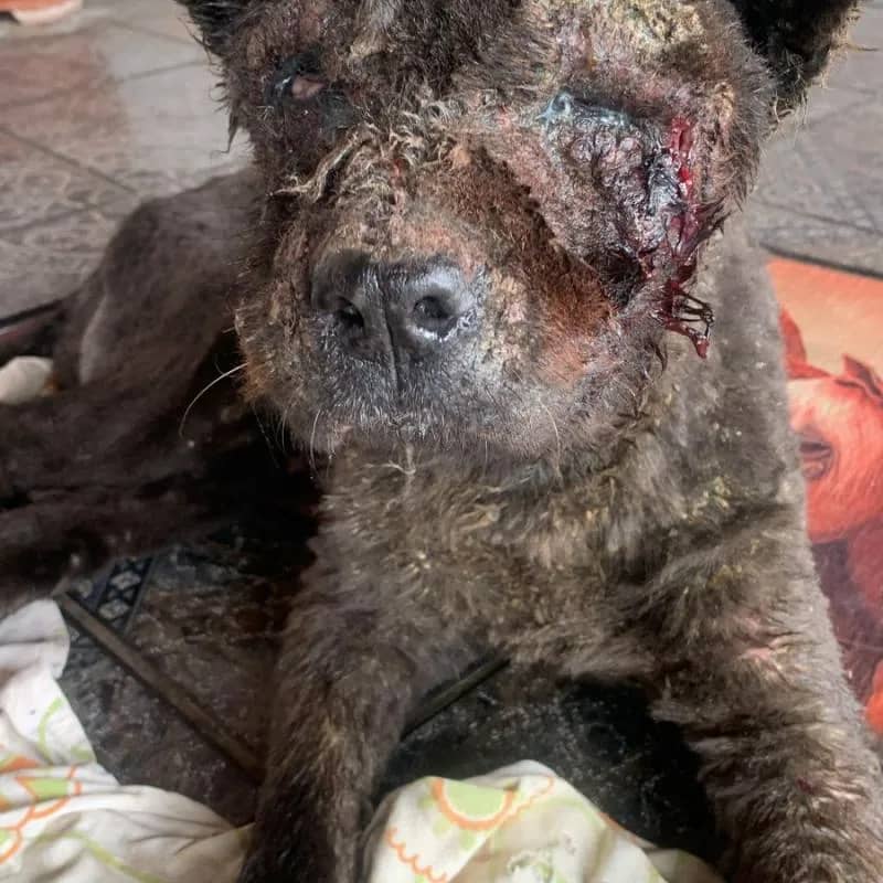 Imagem da campanha Ajuda ela esta morrendo!!!!