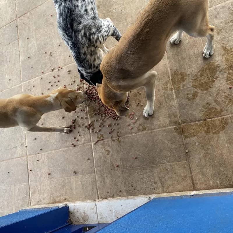 Imagem da campanha AÇÃO EM PROL DA CAUSA ANIMAL