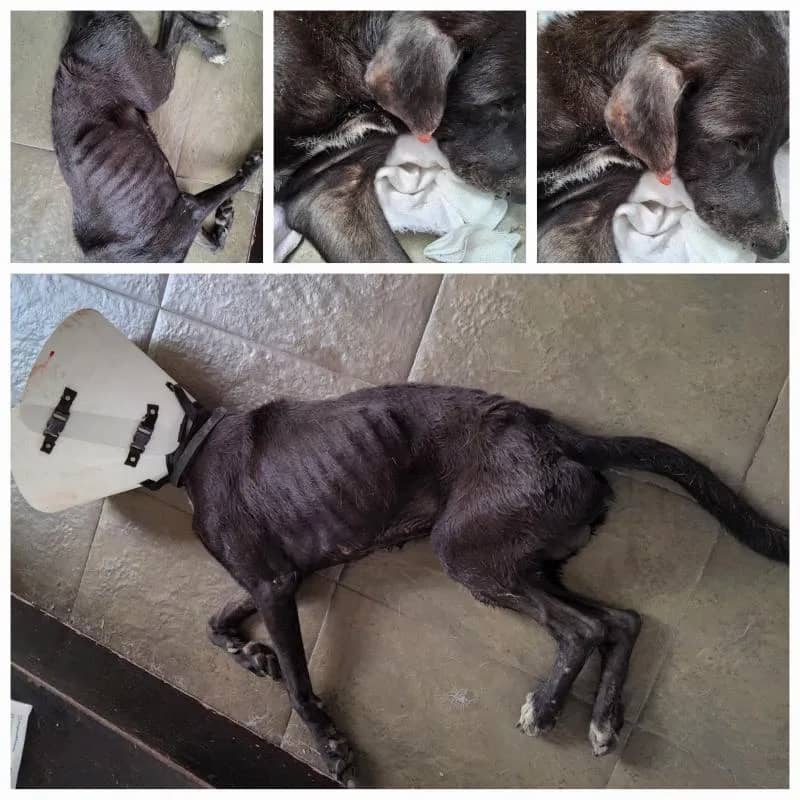 Imagem da campanha Ajudem o Banguela viver!