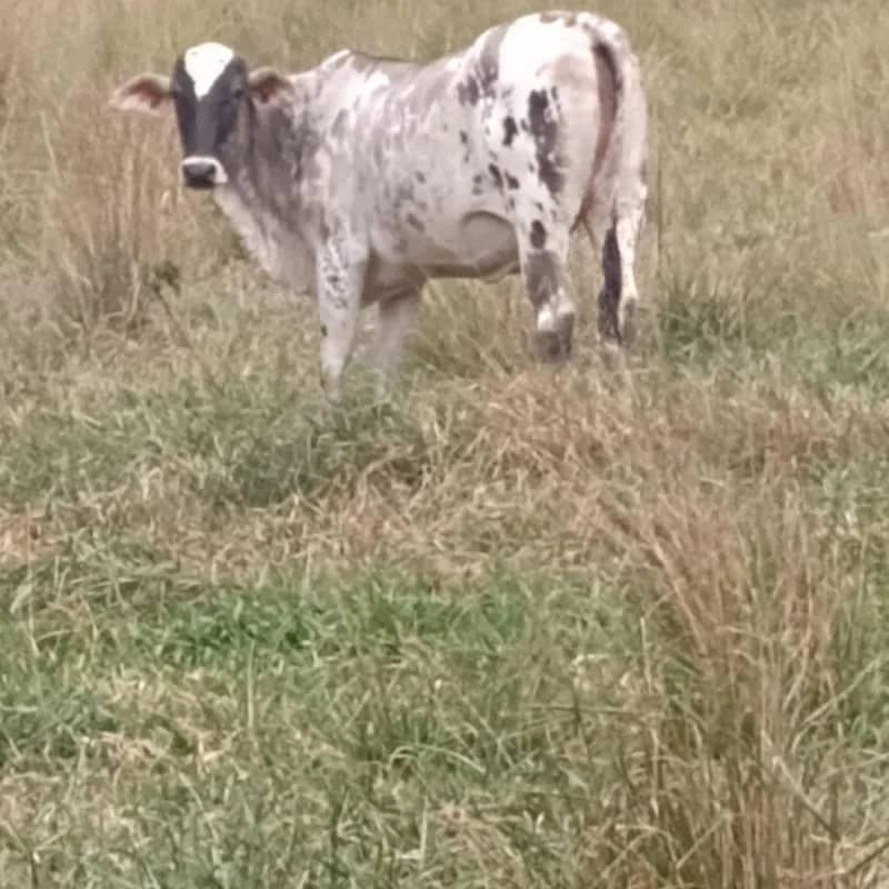 Imagem da campanha Rifa De Uma Vaca