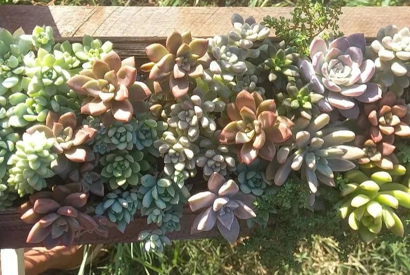 Imagem da campanha Rifa Dia das Mães