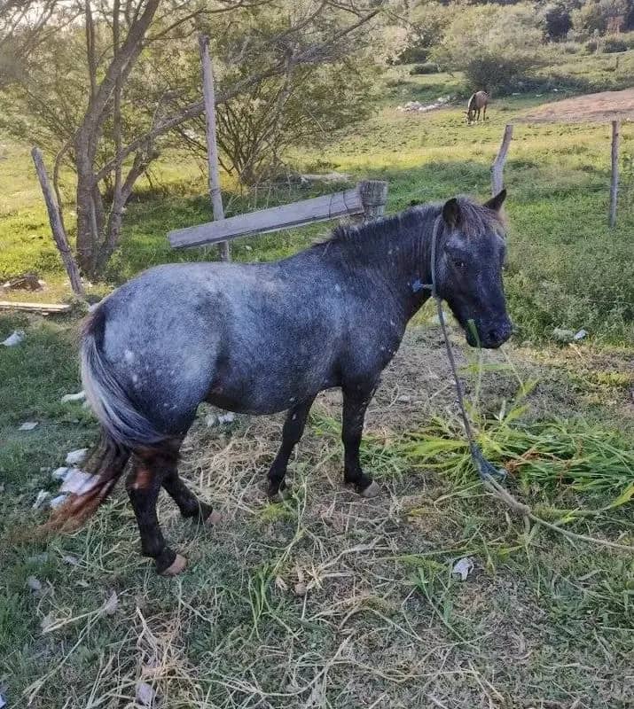 Imagem da campanha Rifa solidária bar da lomba