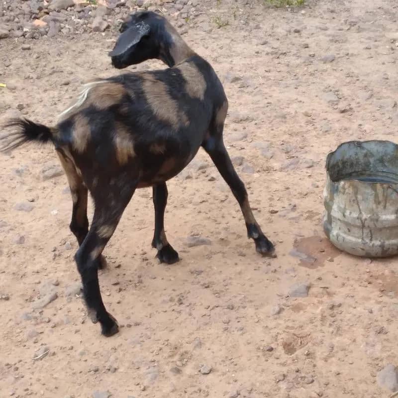 Imagem da campanha Rifa Solidária