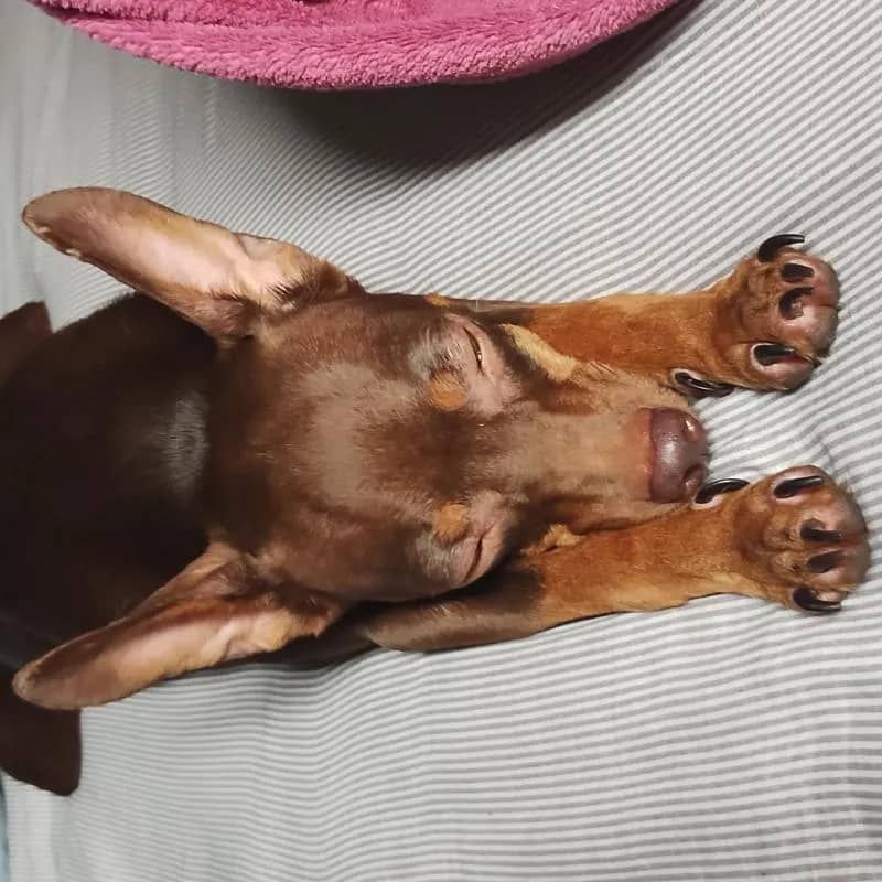 Imagem da campanha Rifa de um vagabundo