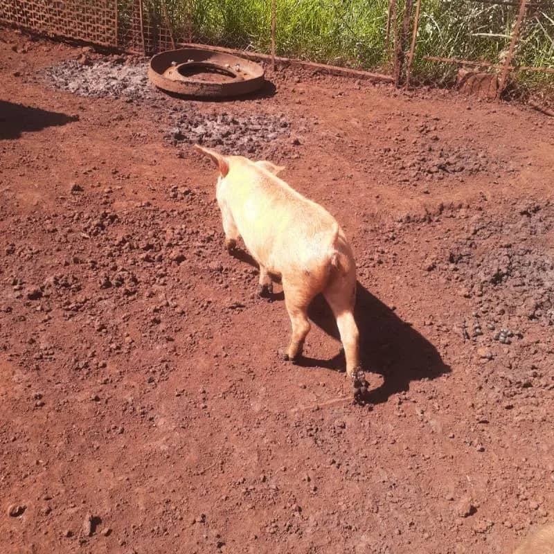 Imagem da campanha Porca marram de 35kg - 40kg