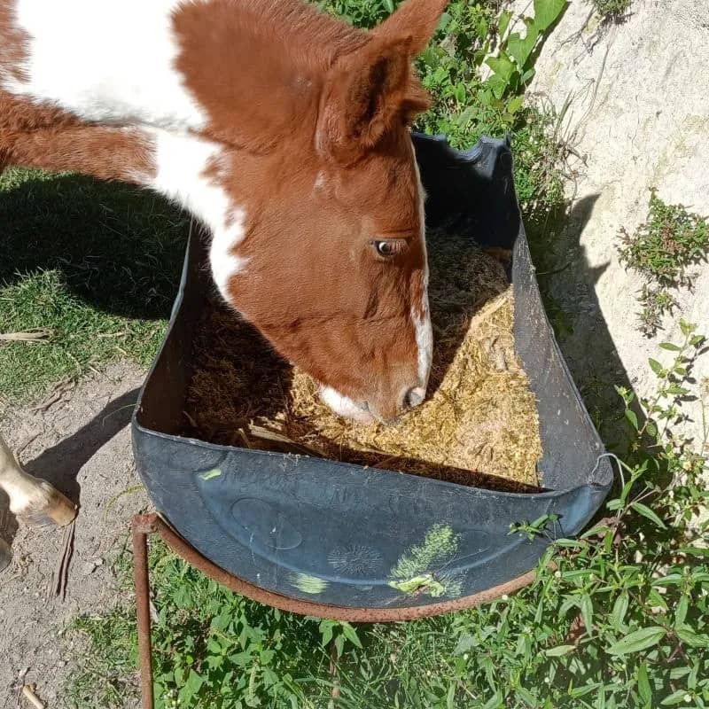 Imagem da campanha Ação entre amigos Em benefício a Obra na capela do Santíssimo Sacramento - Lopes - Nova União