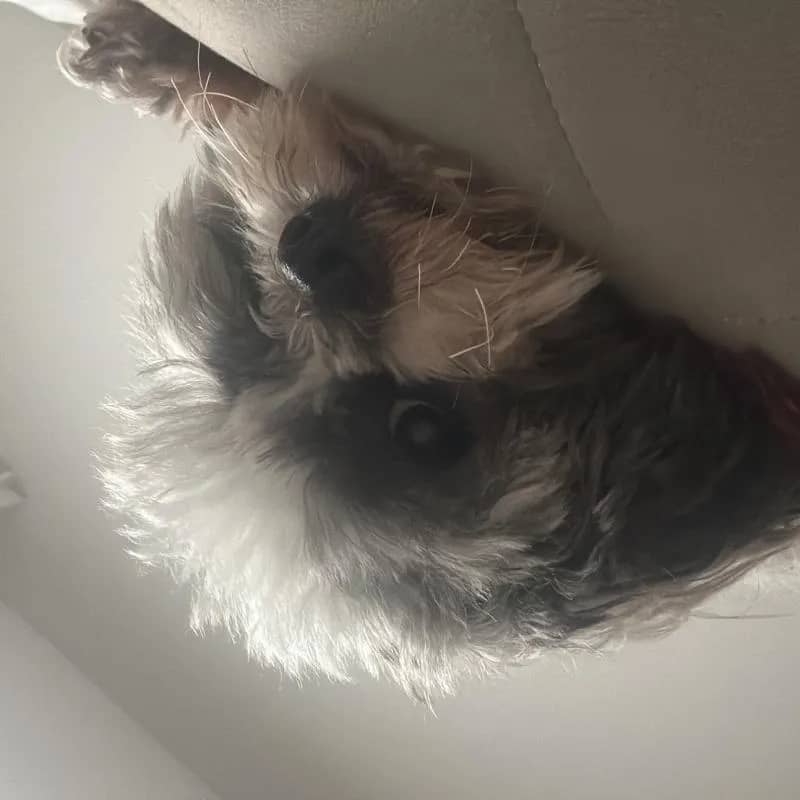 Imagem da campanha Rifa dia das mães