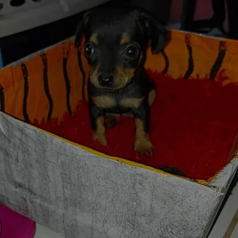 Imagem da campanha Rufa