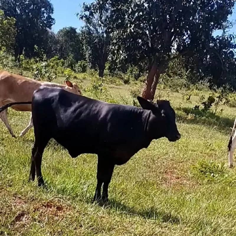Imagem da campanha Rifa em prol da minha festa de formatura