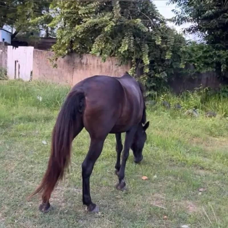 Imagem da campanha DOIS CAVALOS OU 700 no PIX