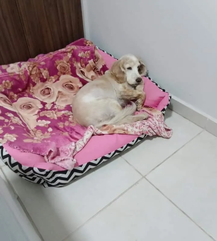 Imagem da campanha Para cirurgia oral na princesa