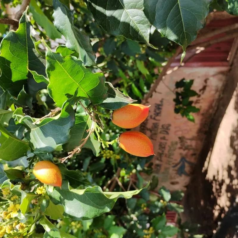 Imagem da campanha sorteio de fruta