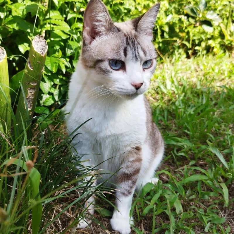 Imagem da campanha Ajude a Luna