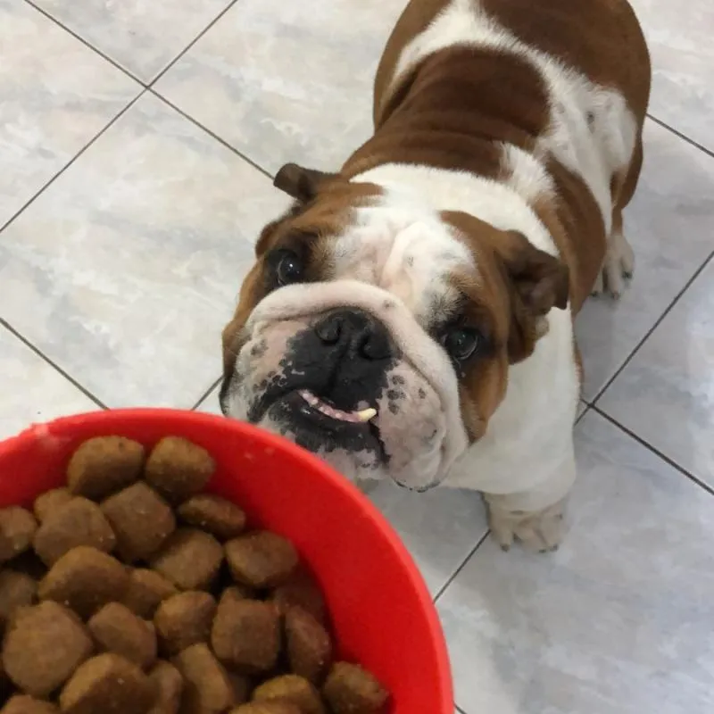 Imagem da campanha Vale uma Tatuagem e ainda ajuda o Pedrinho