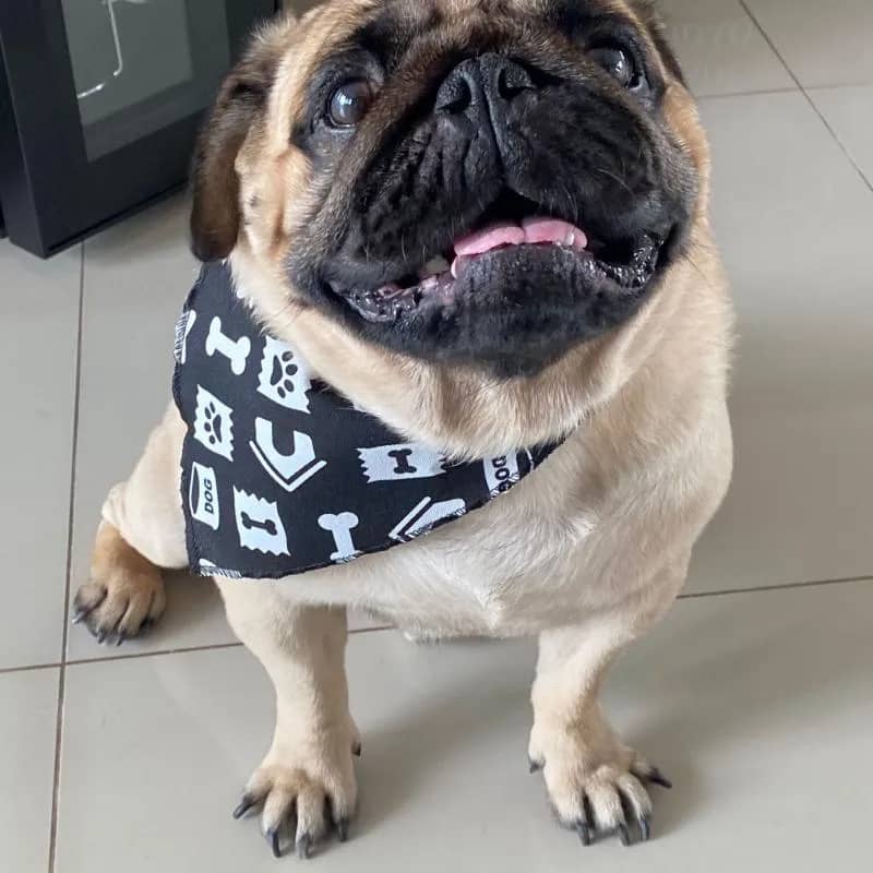 Imagem da campanha Em prol de uma cirurgia do CHICO