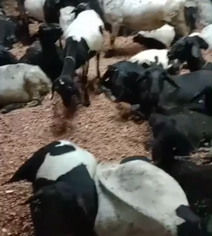 Imagem da campanha #Rifa Solidária