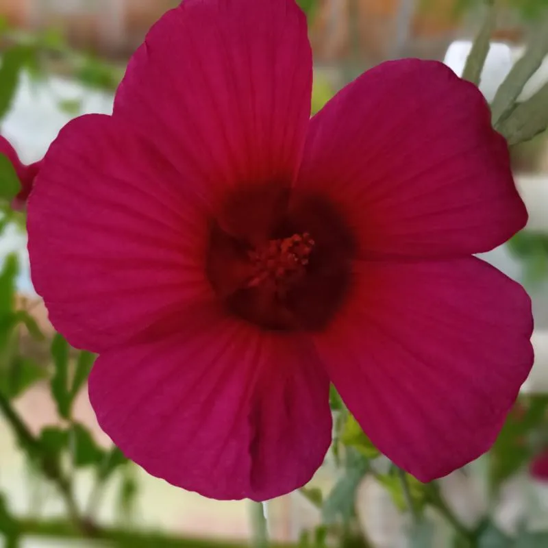 Imagem da campanha A Sorte