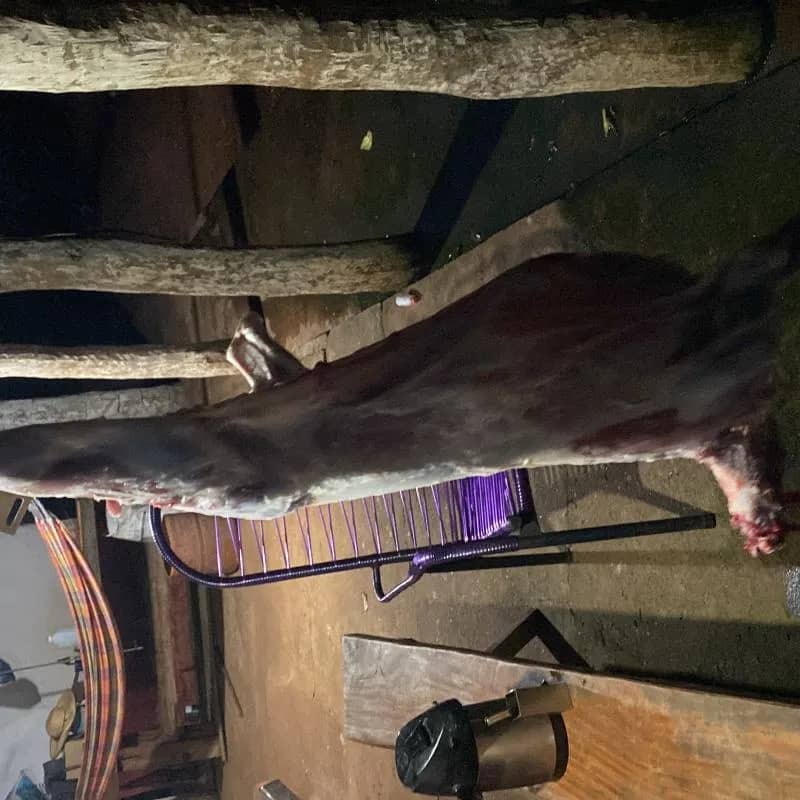 Imagem da campanha carneiro 🐏