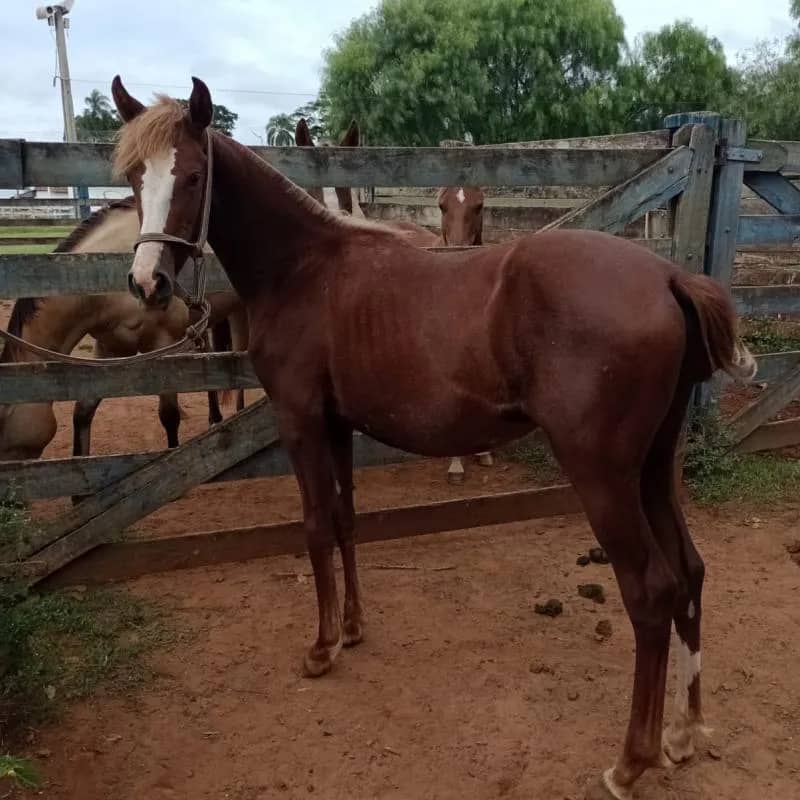 Imagem da campanha Ajuda Humanitária RS