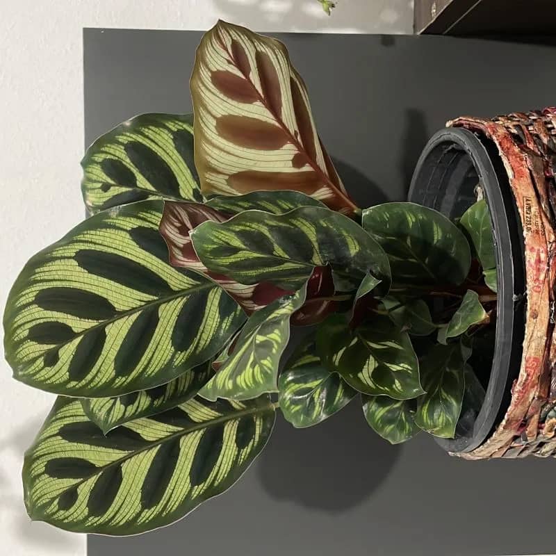 Imagem da campanha Ajude o Sul grande do Sul