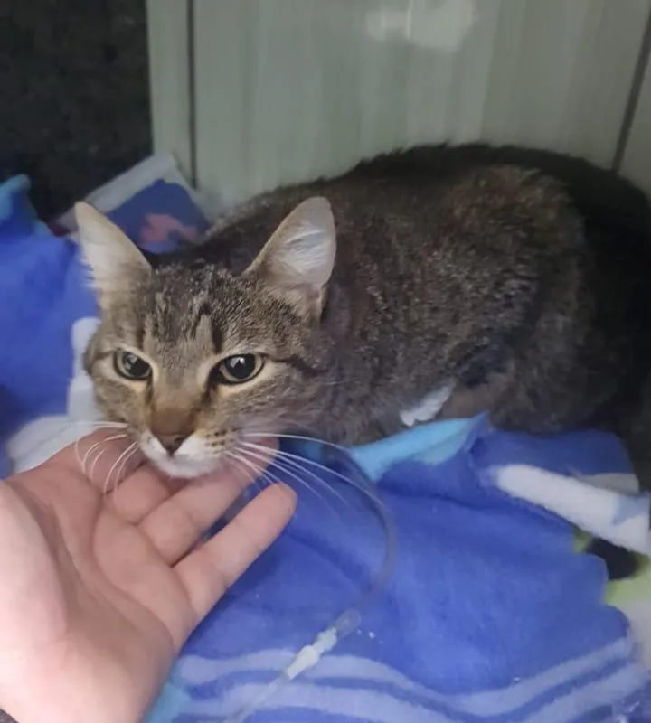 Imagem da campanha Ajuda para cirurgia da gamora