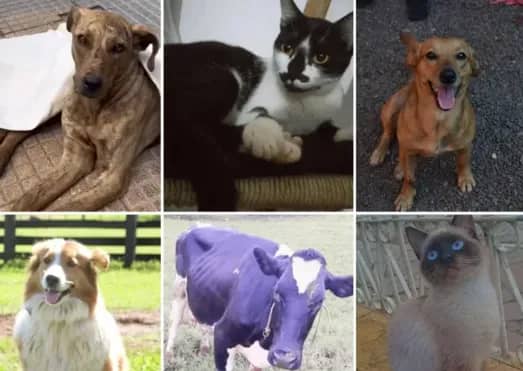 Imagem da campanha RIFA SOLIDÁRIA ANIMAIS RS