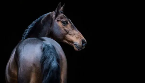 Imagem da campanha Rifa solidária ao Rio Grande do Sul