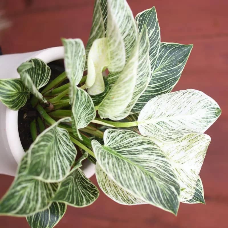 Imagem da campanha RIFA SOLIDÁRIA