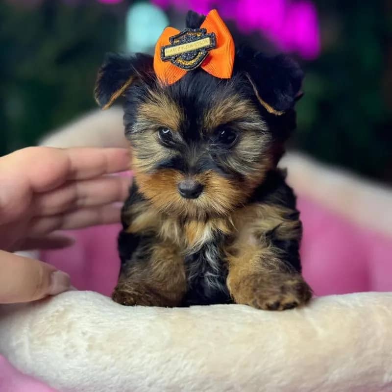 Imagem da campanha Sorteio Filhotes em prol das enchentes do RS