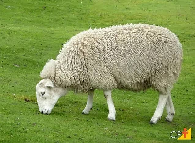 Imagem da campanha Em prol das vítimas das enchentes