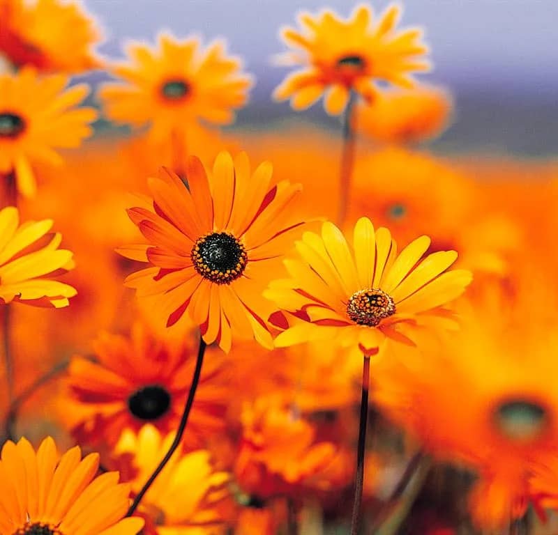 Imagem da campanha Ação Solidária - Enchente Rio Grande Do Sul