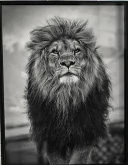 Imagem da campanha Rifa para RS - Quadro Devorativo com vidro