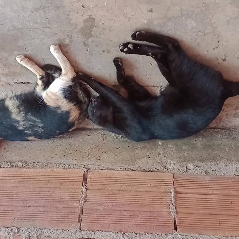 Imagem da campanha M